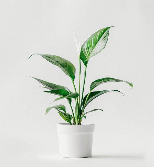 product-06 Tropical Breeze